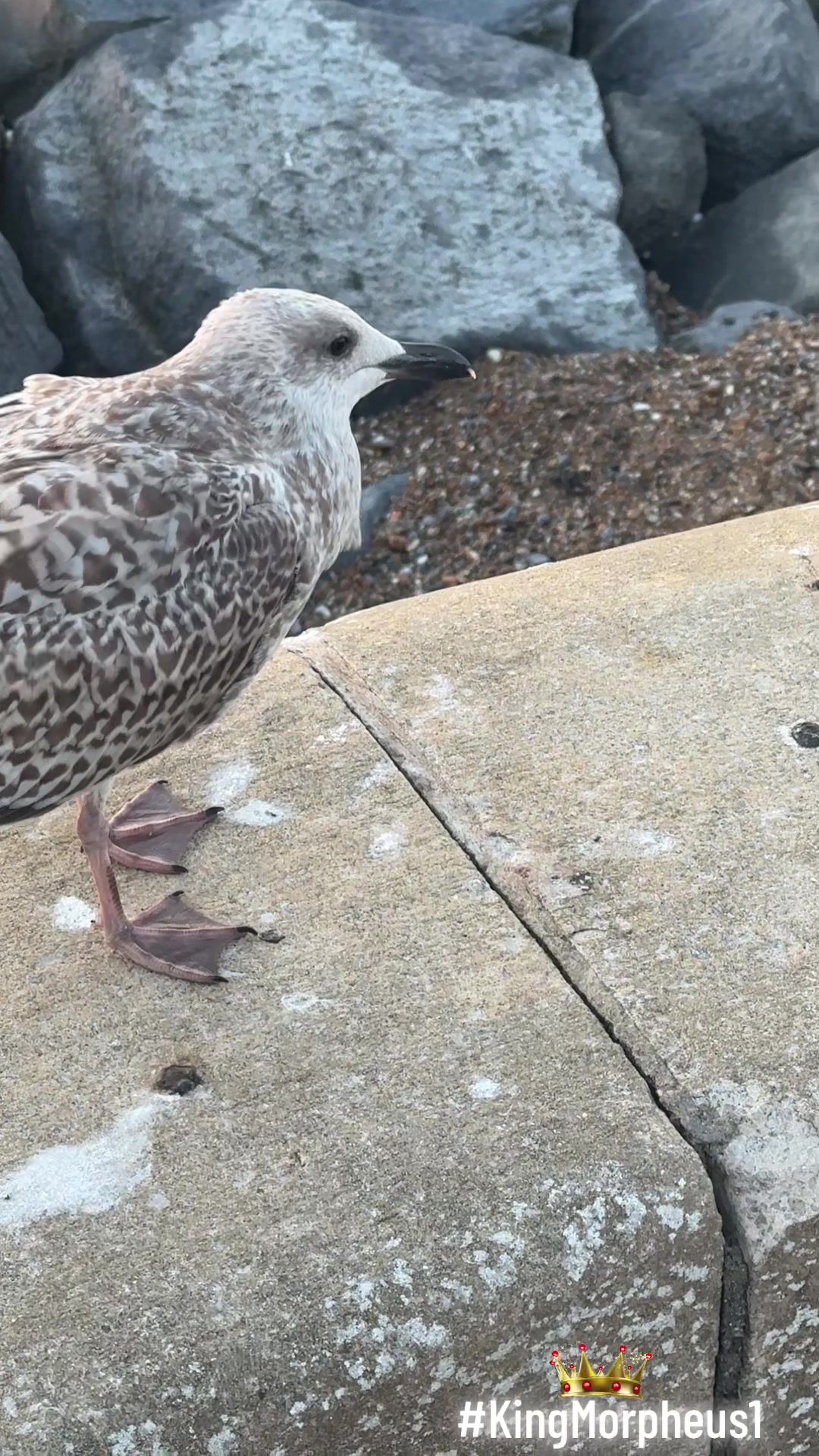 @𝕸𝖔𝖗𝖕𝖍𝖊𝖚𝖘