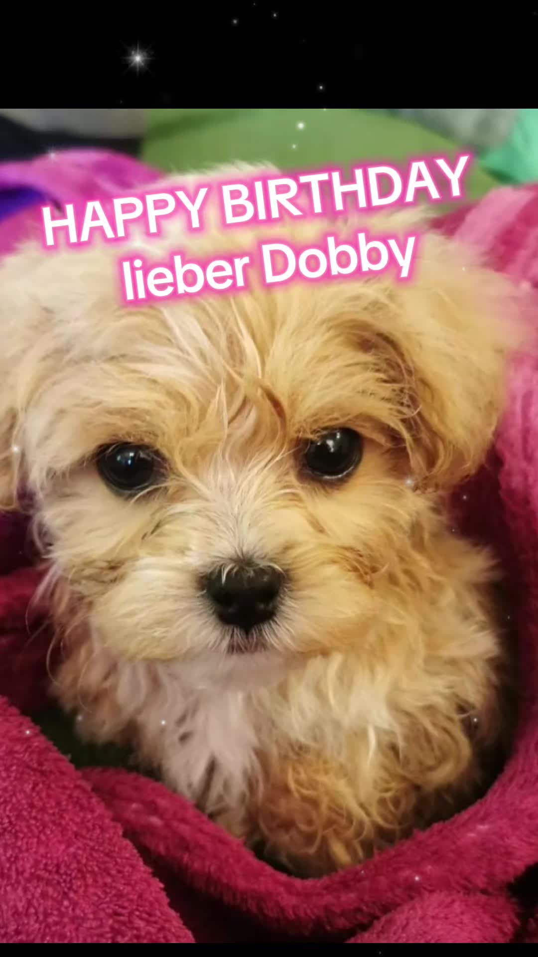 @Dobby&Phoebe