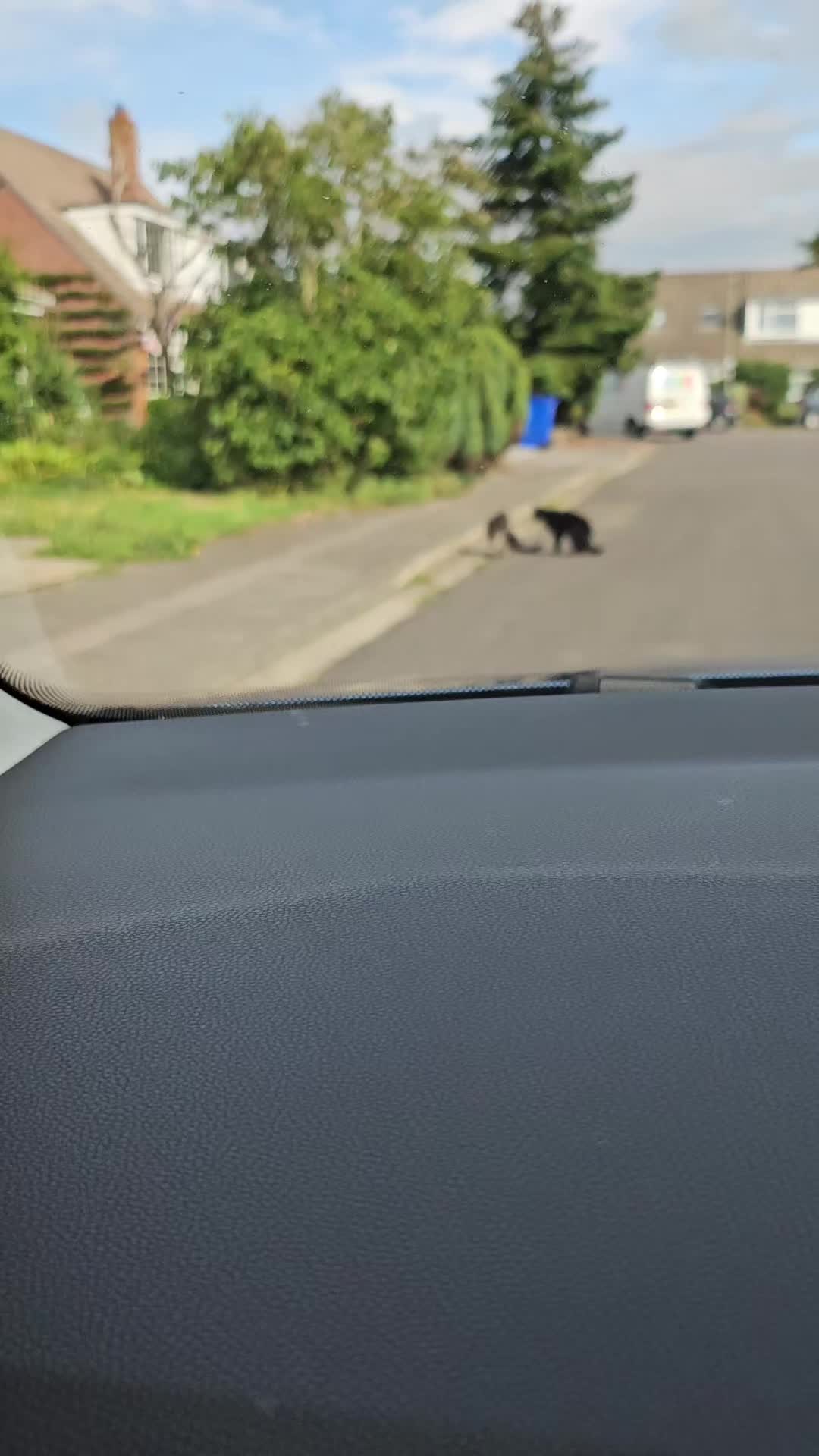 @CatmanScoop