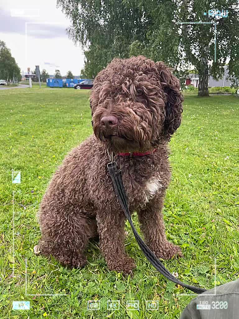 @🐾✨️mhdogs✨️🐾🇸🇪