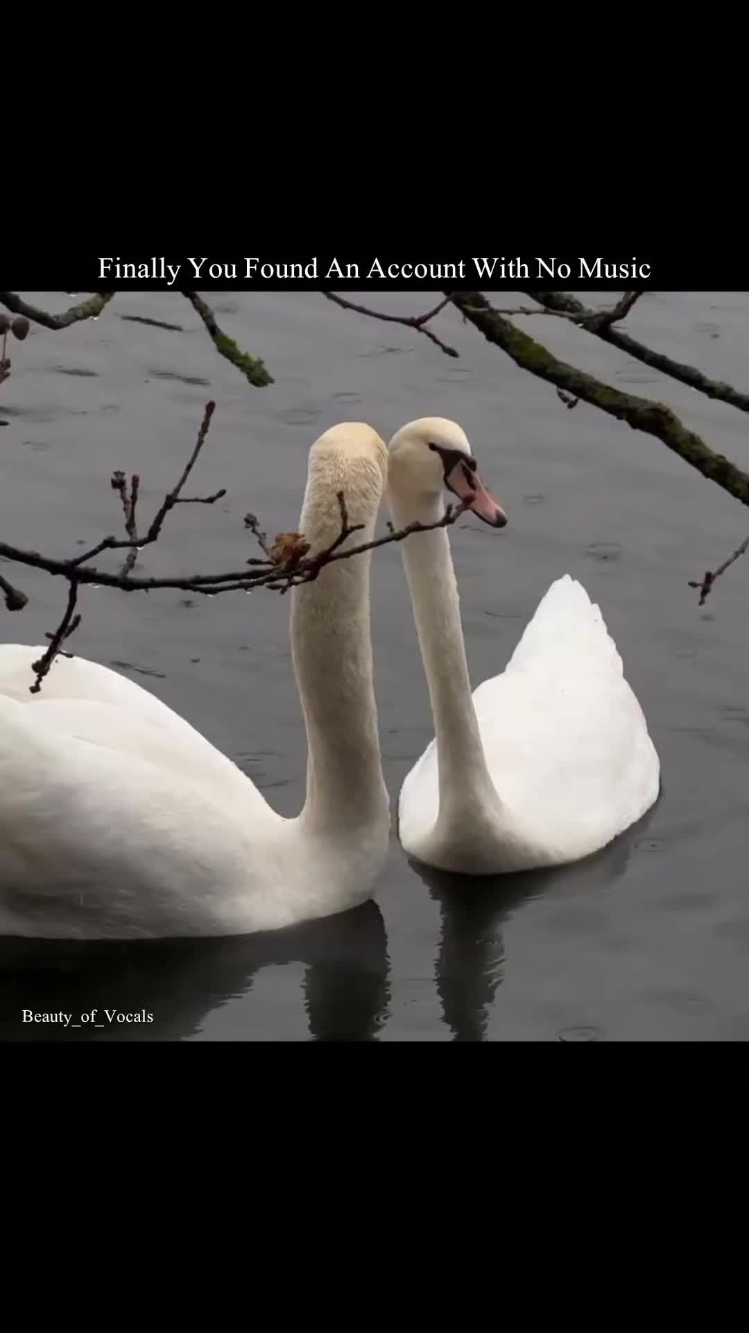 @𝐁𝐞𝐚𝐮𝐭𝐲_𝐨𝐟_𝐕𝐨𝐜𝐚𝐥𝐬