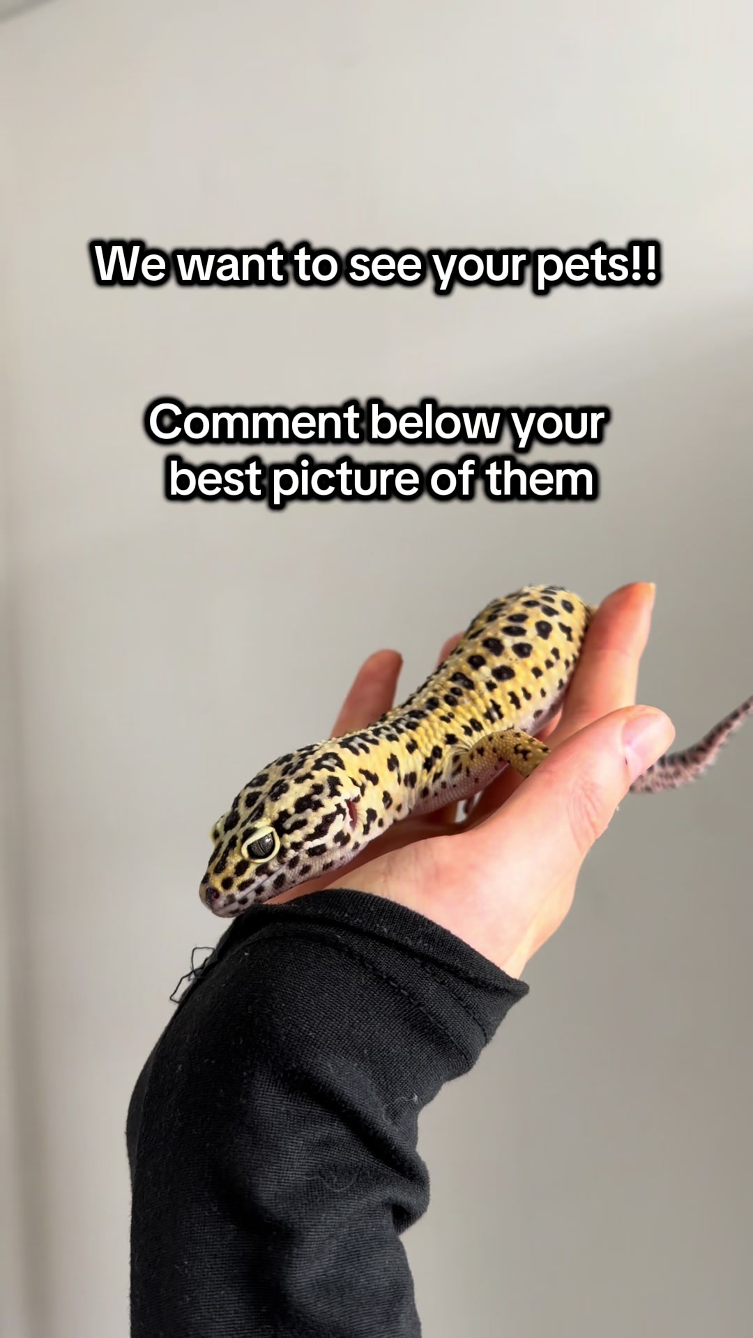 @Reptiles By Post