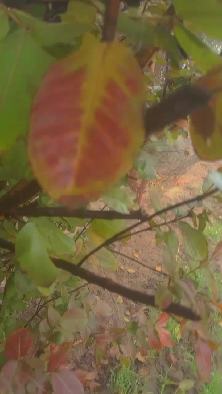 @🍁𝙎𝙖𝙗𝙖 𝙌𝙪𝙚𝙚𝙣🍁