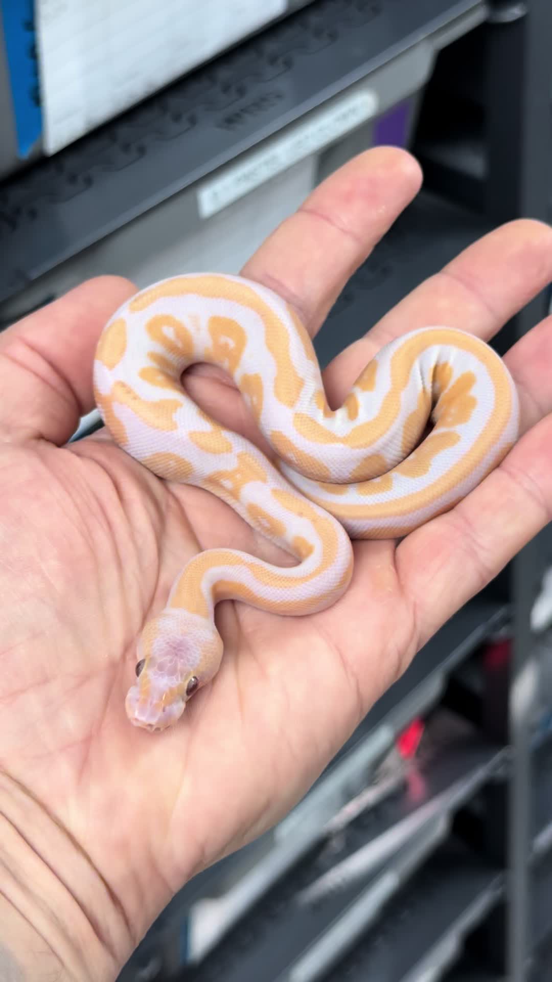 @MasgenReptiles