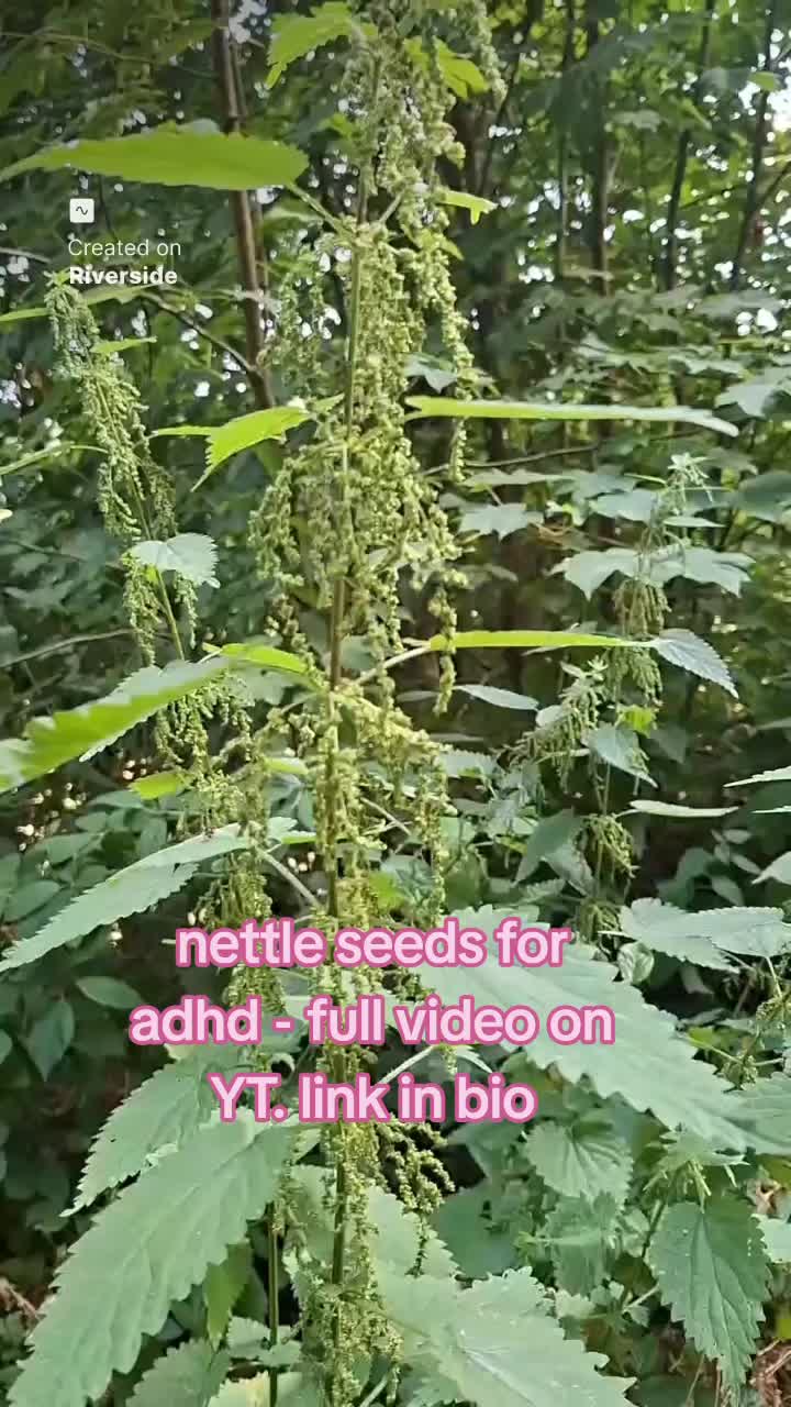 @HomesteadHerbal