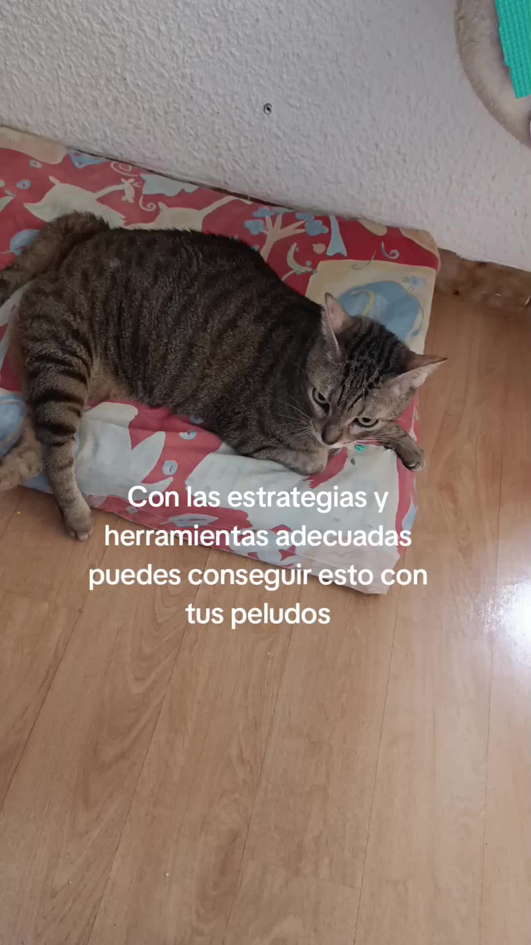 @Anahernansaiz&disca&cat