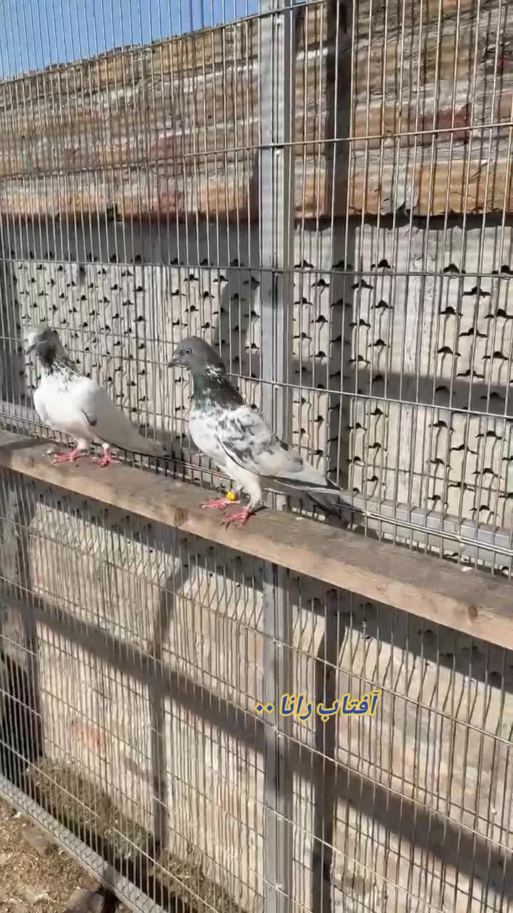 @آفتاب رانا۰۰(میانوالی)