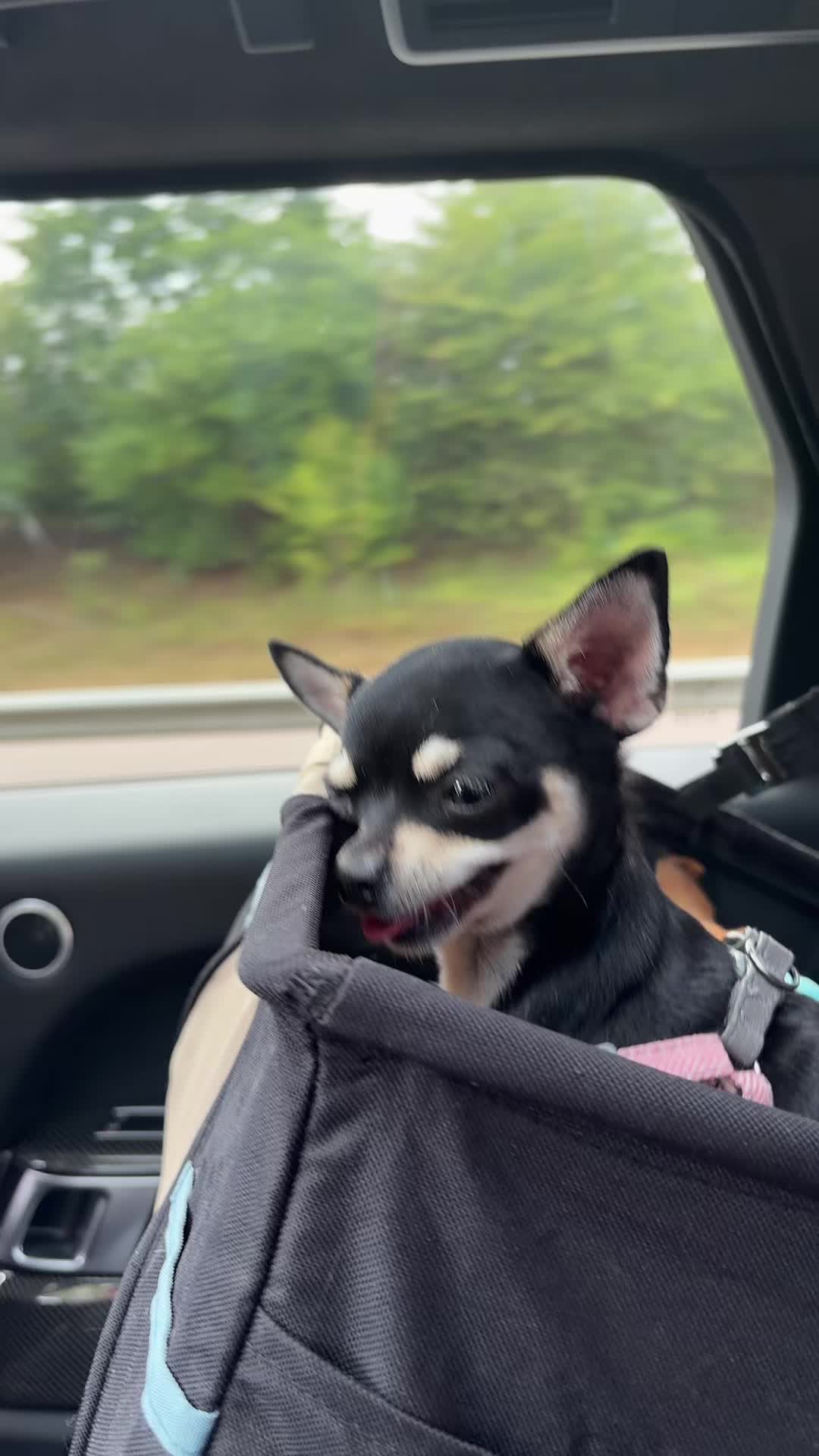 @Suffolk Chihuahuas