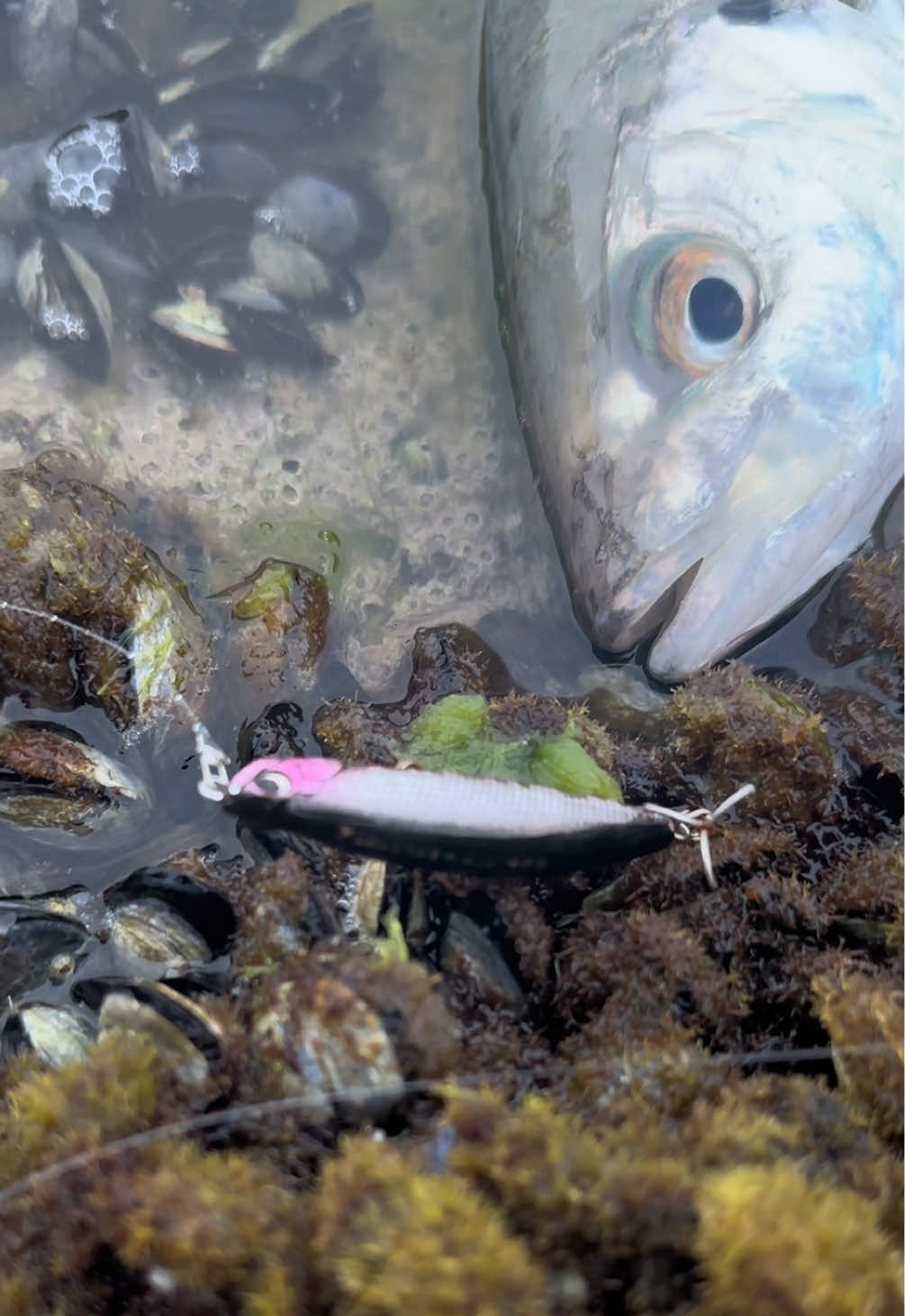 @GRXfishing
