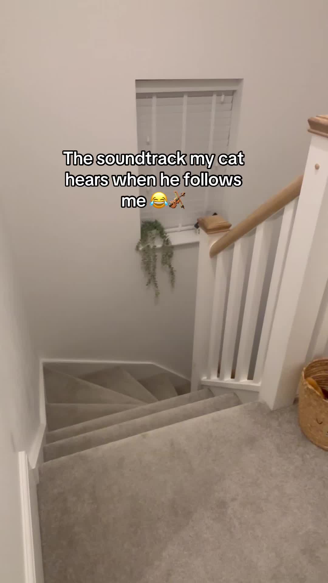 @😺Timothythecat0😺
