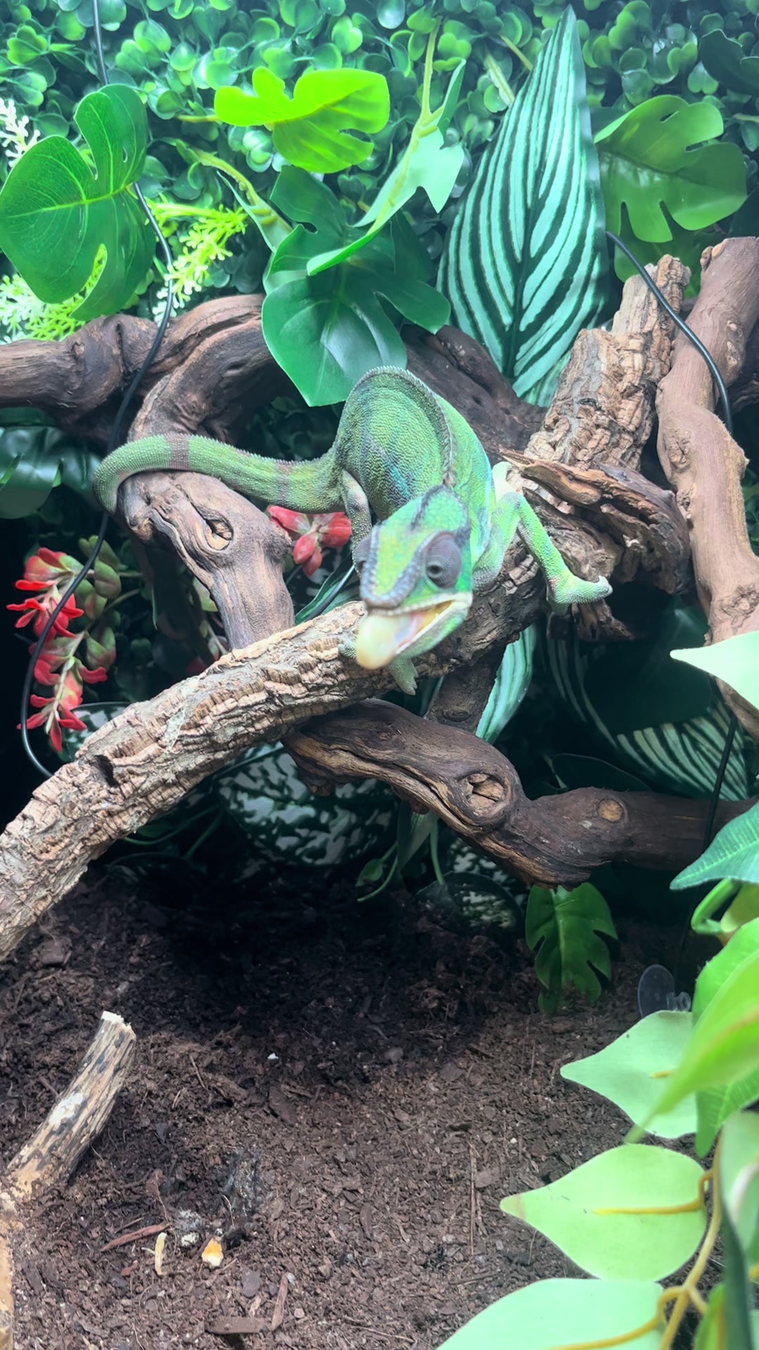 @Dobs Pets and Exotics