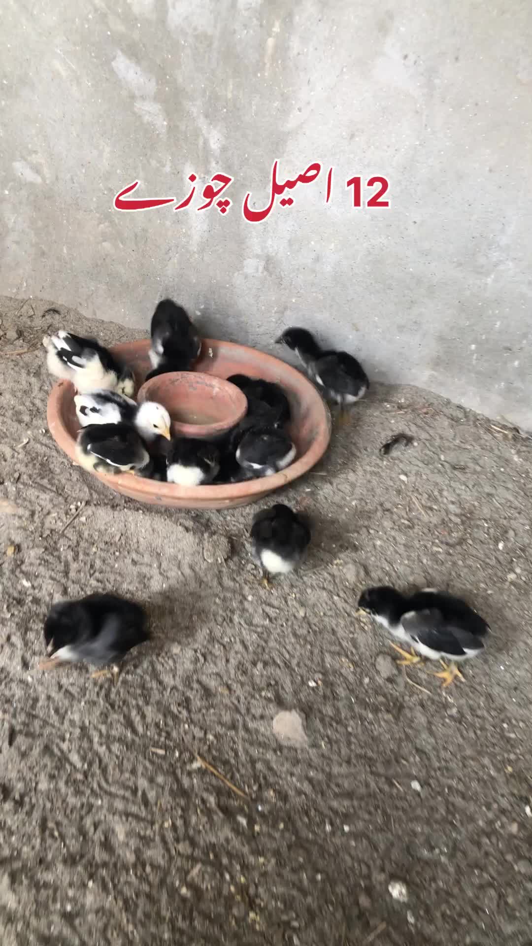 @Poultry Markaz