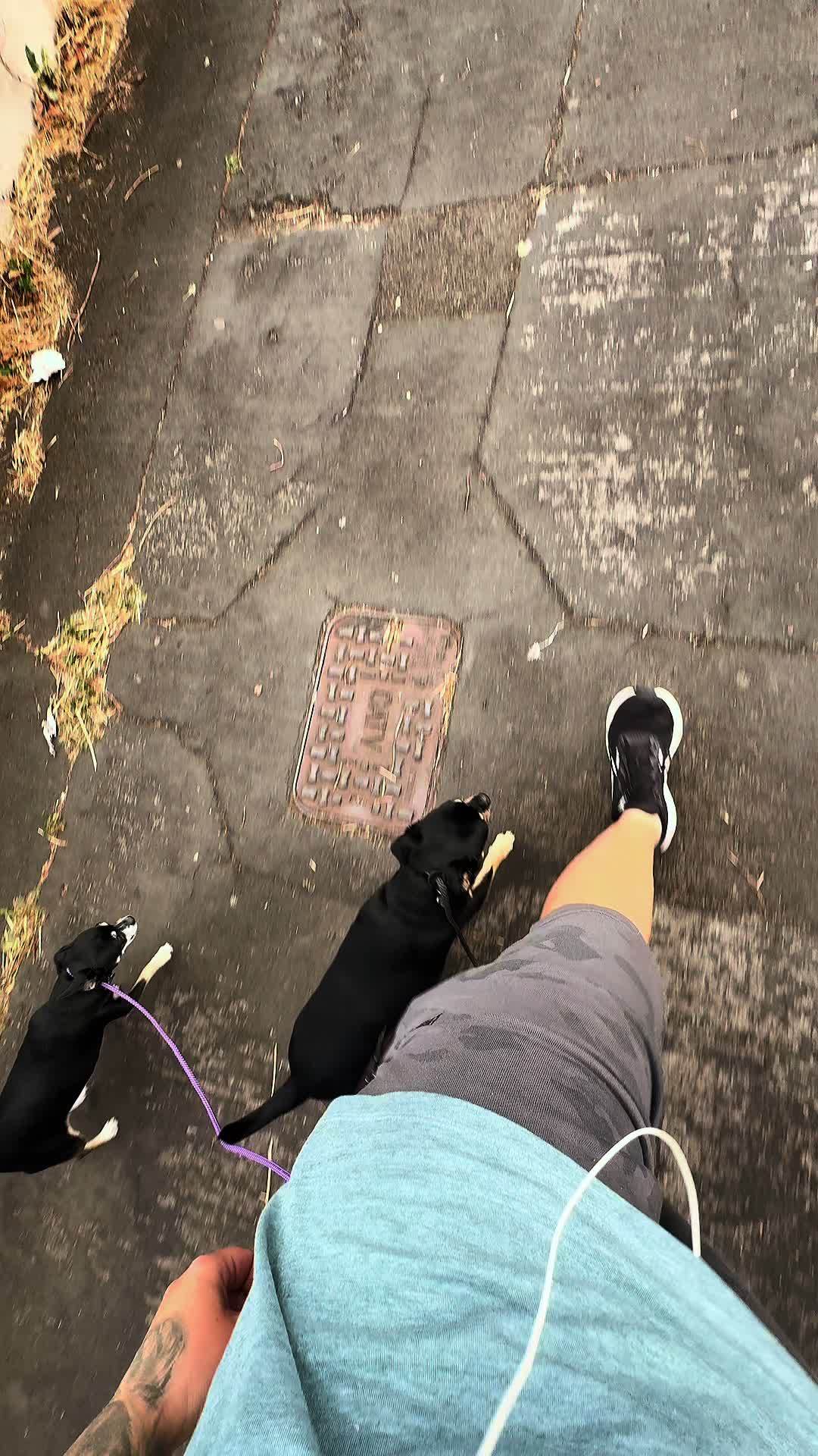 @Frankie&rsquo;s Wag &lsquo;N&rsquo; Walk