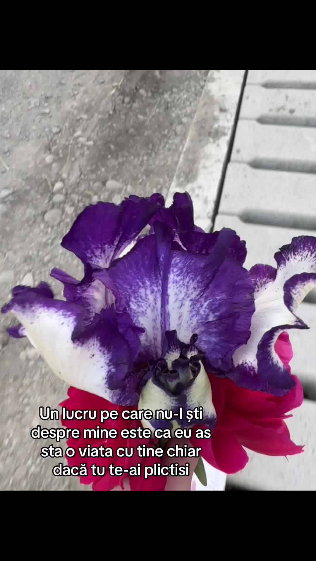 @Stefi_๐