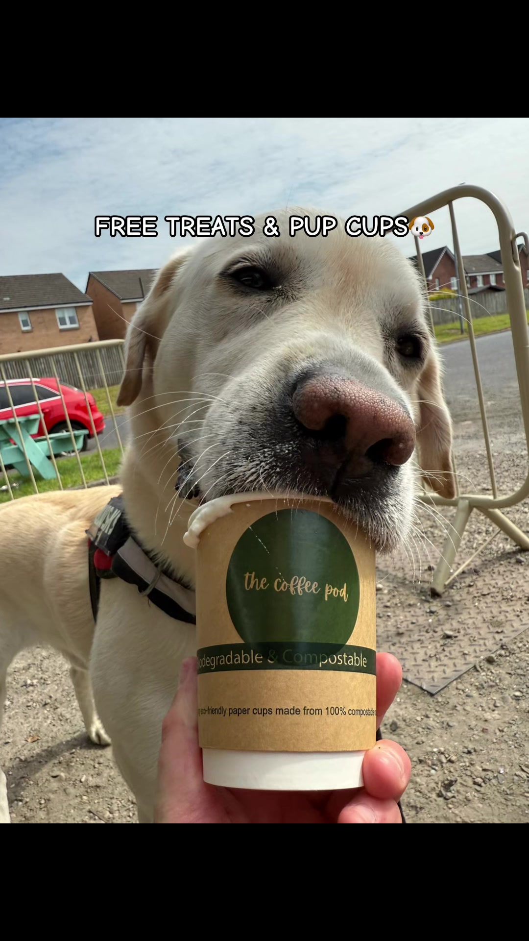 @Robyn’s Dog Walking Services