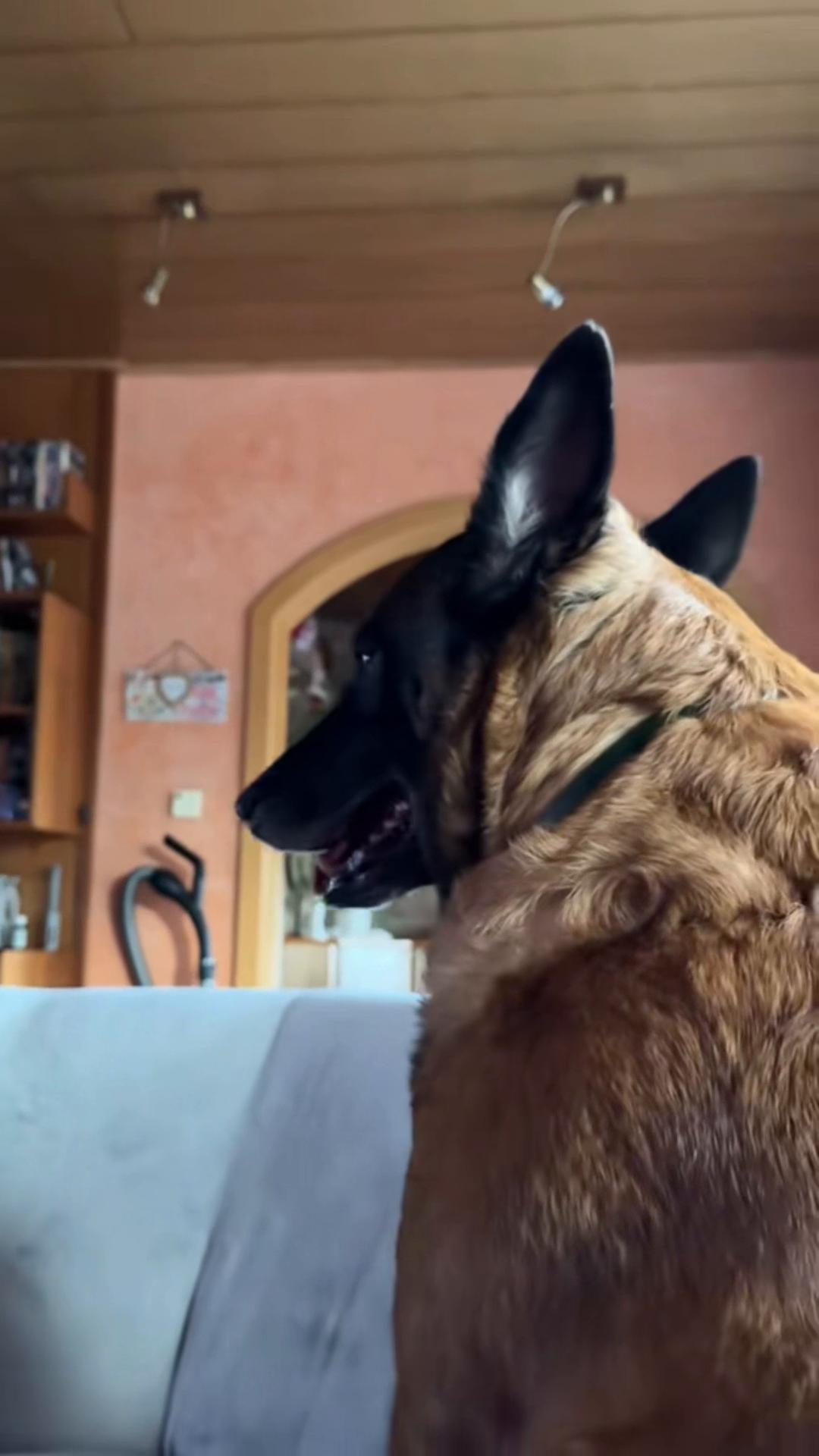 @malinois_und_ich