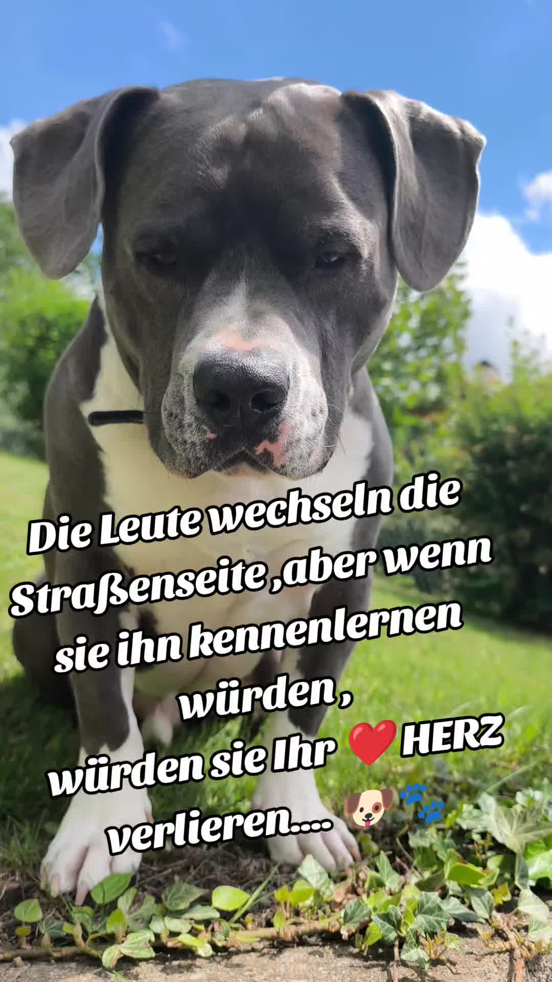 @Kampfschmusser_Nero🖤