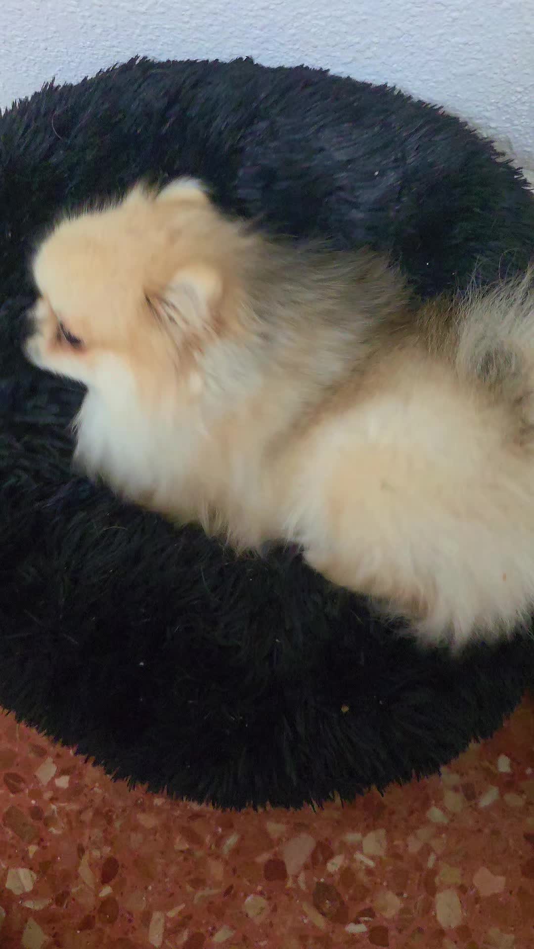 @baloo.the.pom