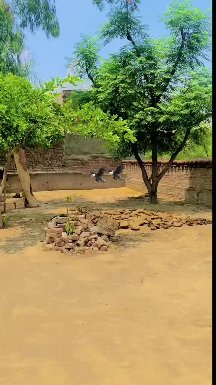 @Apna pind jarpal