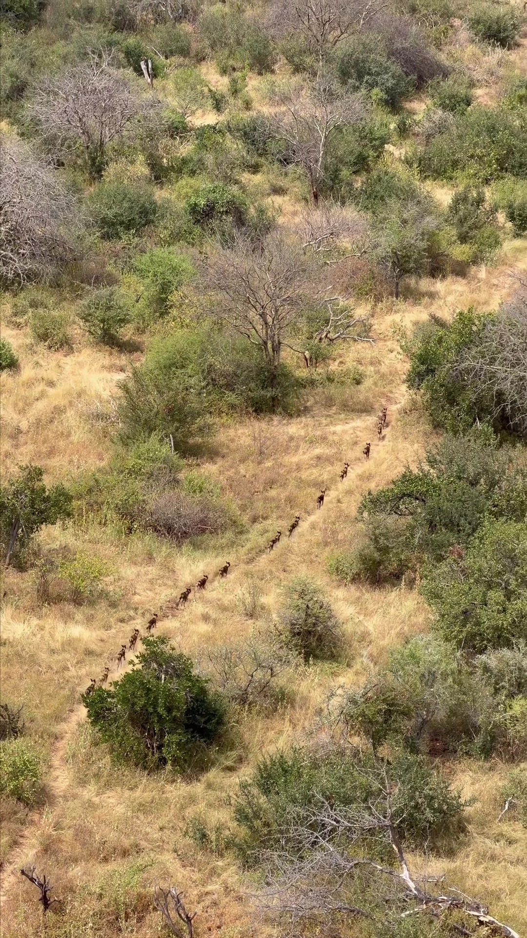 @SheldrickTrust