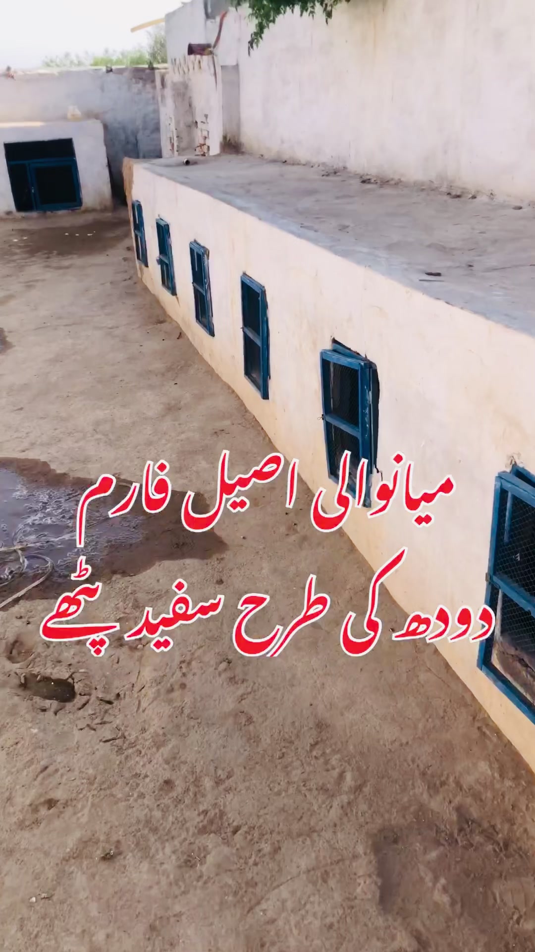 @Poultry Markaz