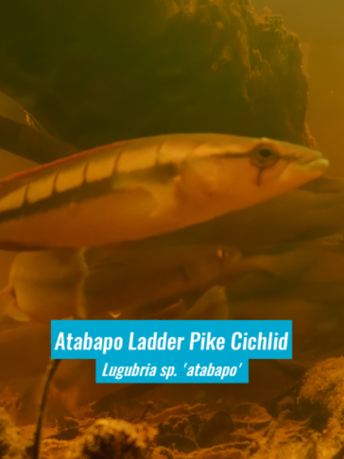 @Fishipedia world