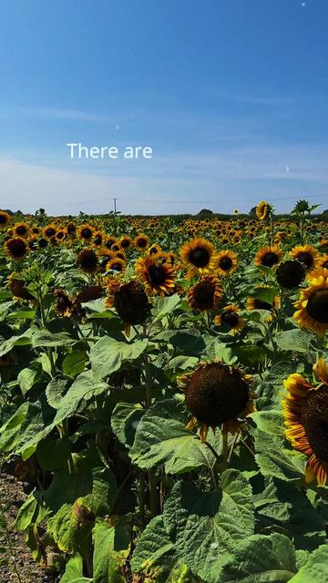@🌻🪽Tracy11:11🪽🌻