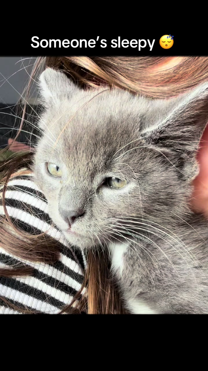 @Kittys
