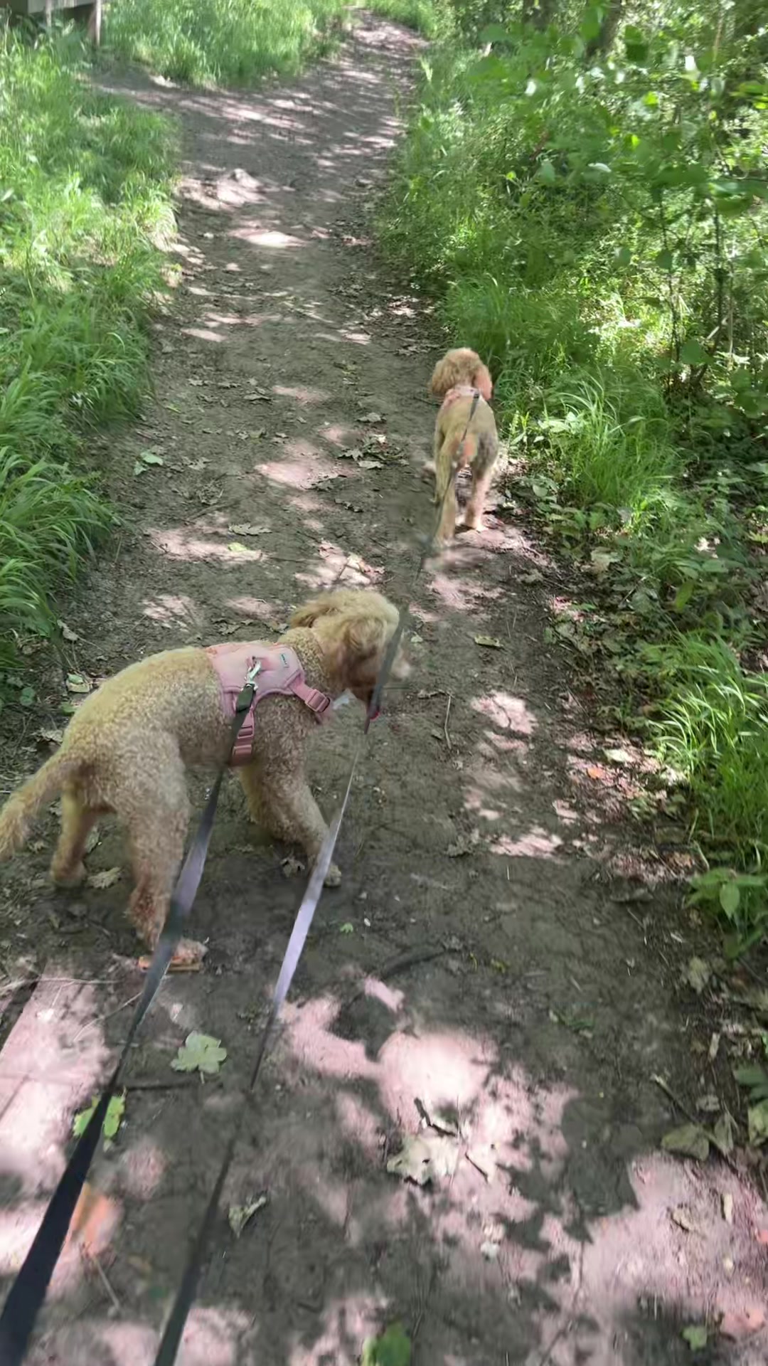 @tswoofwoof.co.uk