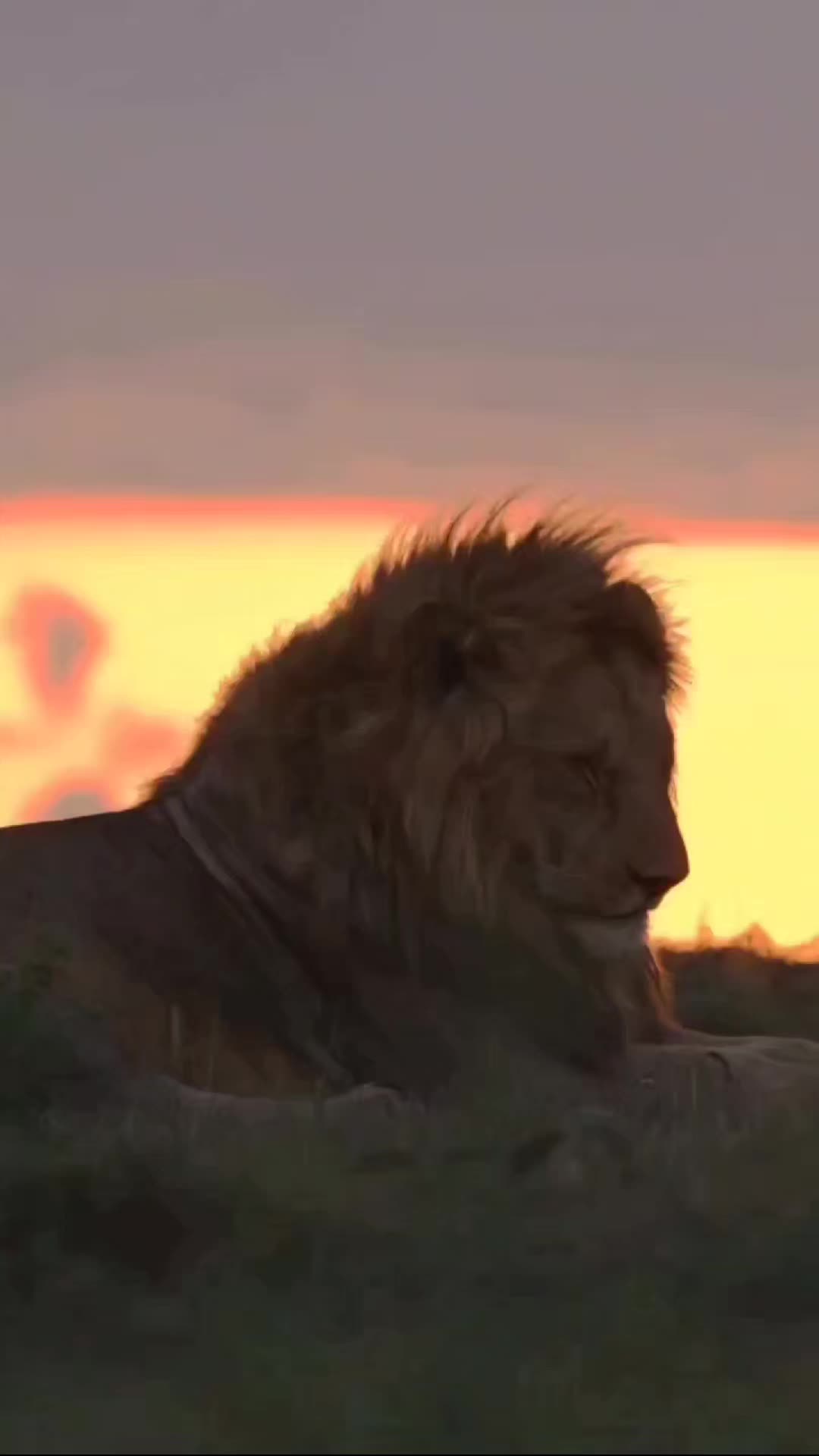 @Guzzicar🦁