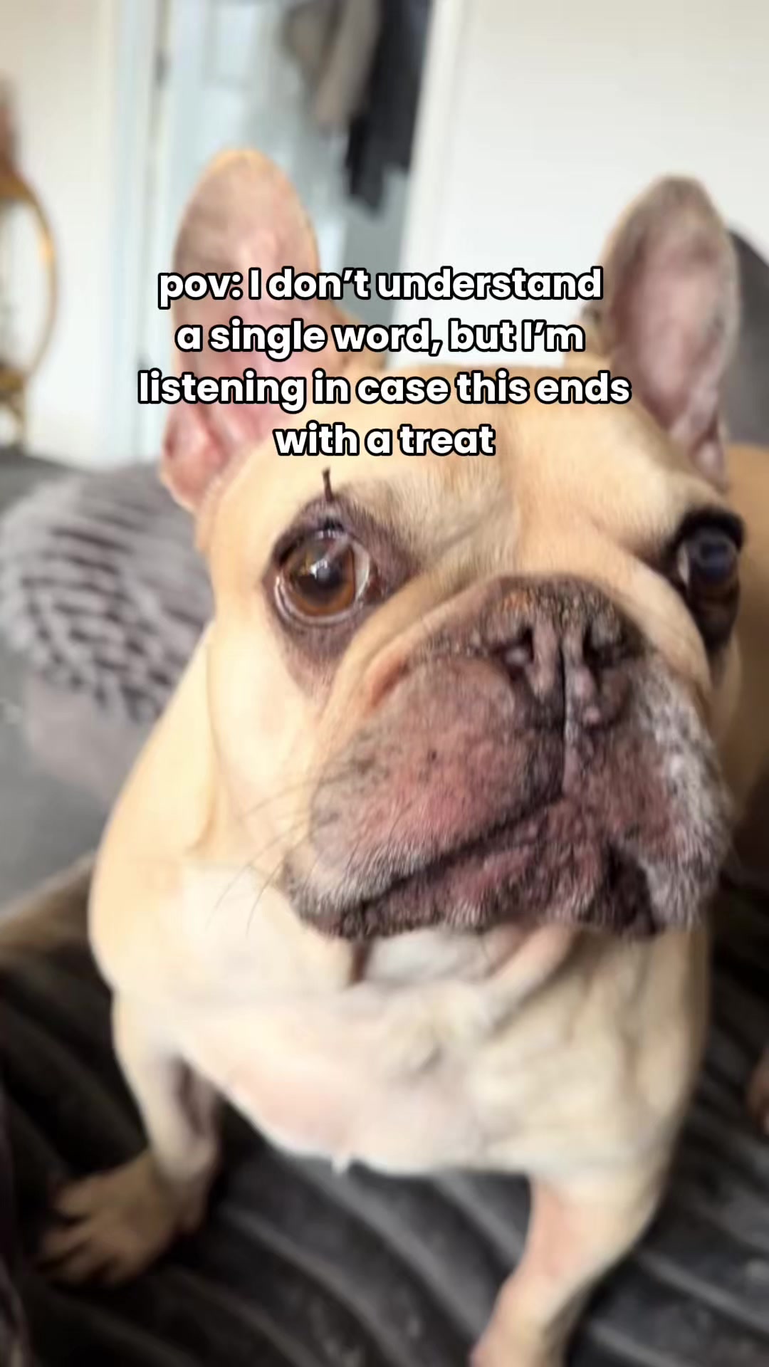 @Real Barks