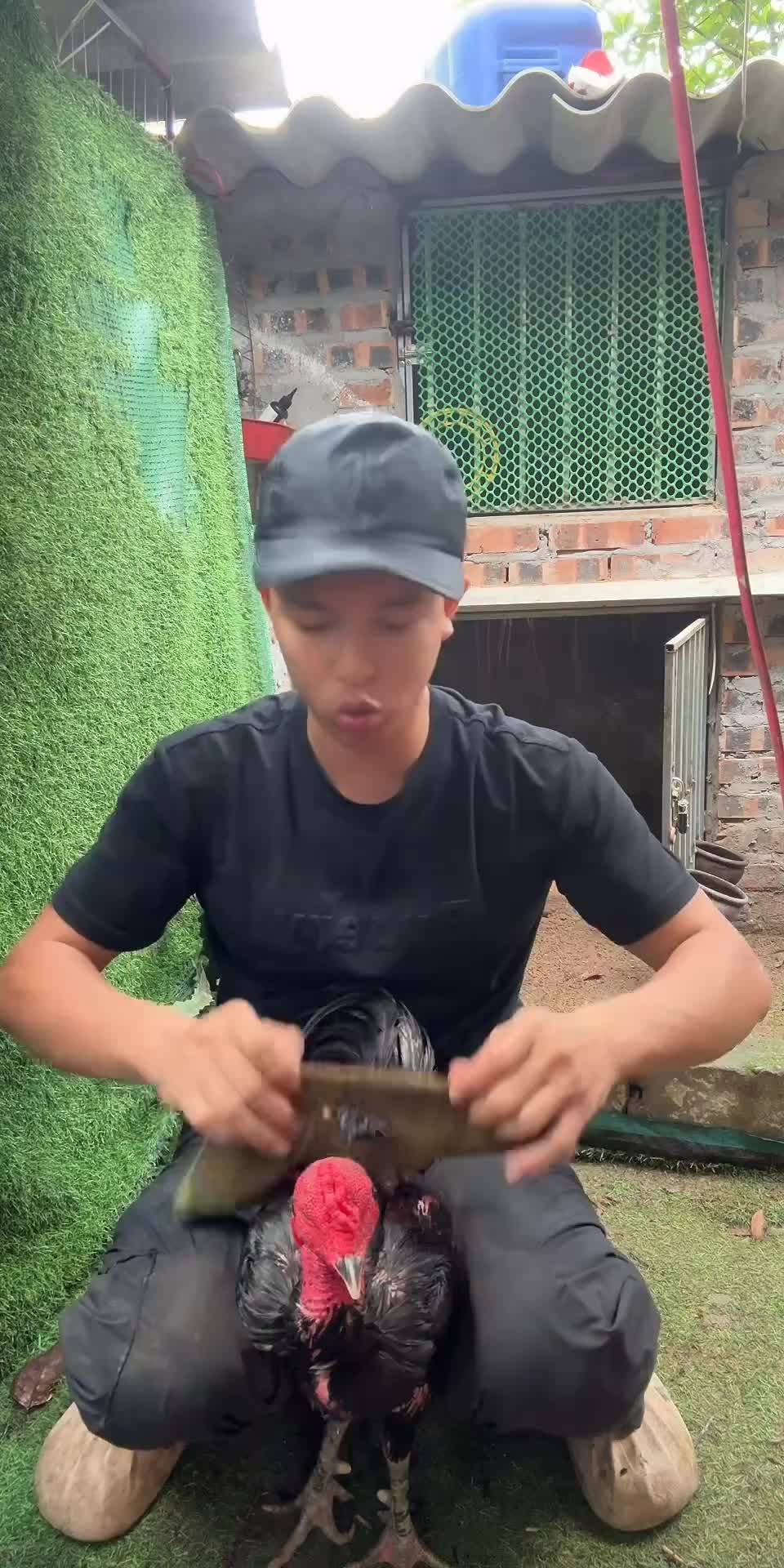 @Thuần Gà Chọi