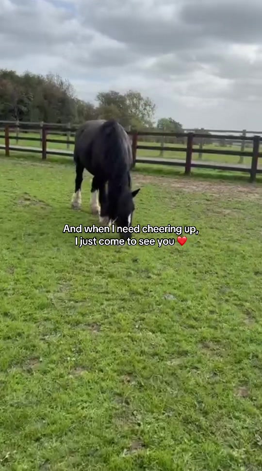 @Sophie&merlin🌸🐴
