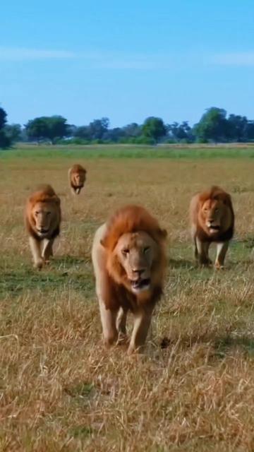 @Guzzicar🦁