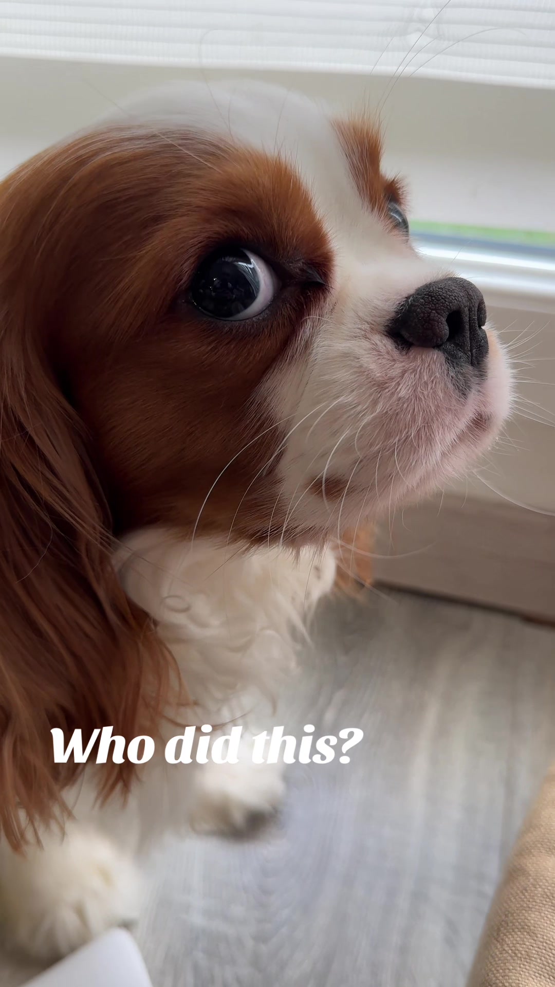 @Cavalier_king_charles_paris