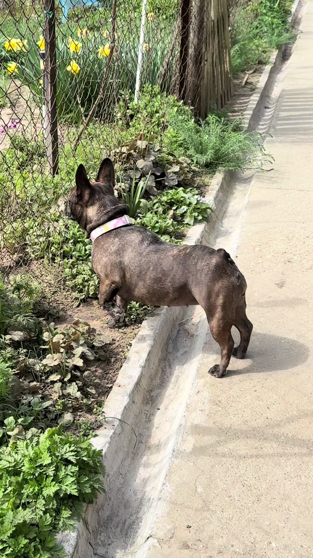 @Mia_french_bulldog