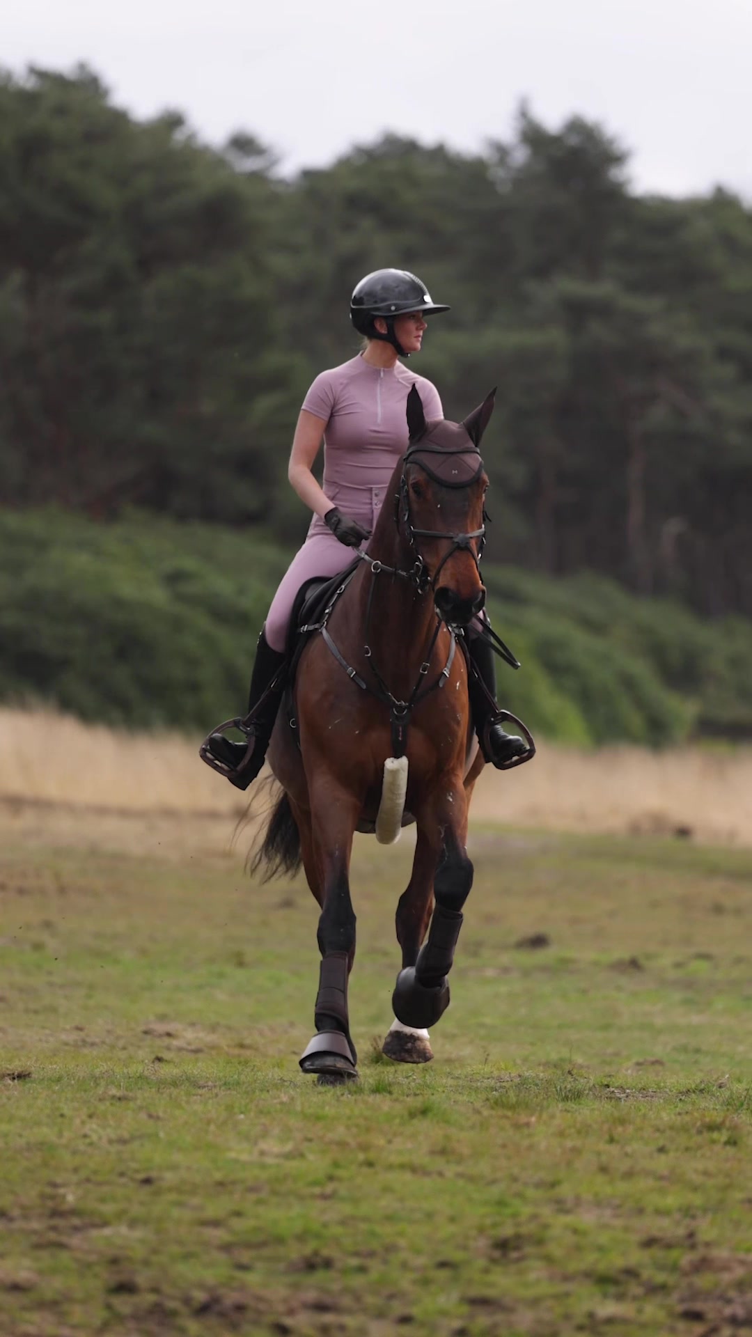 @Maximilian Equestrian