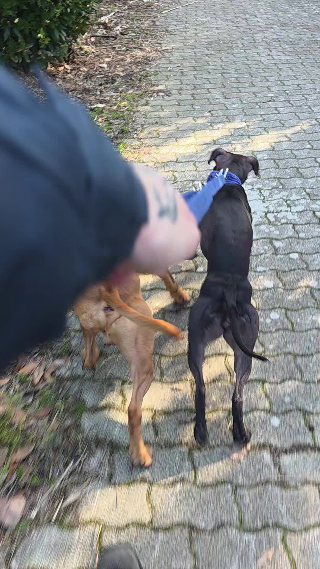 @Raoul's apbt