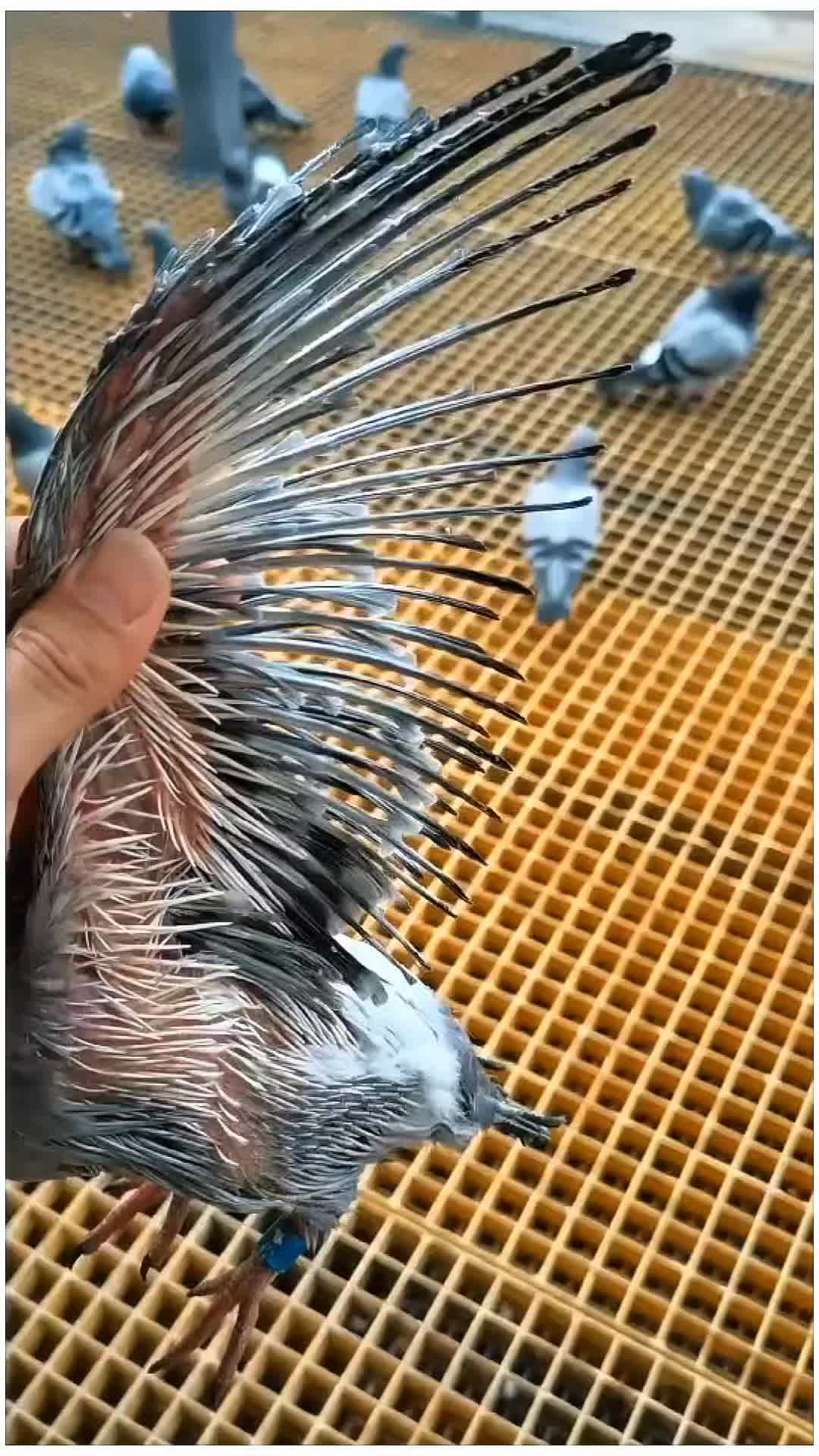 @TFRPL🕊️