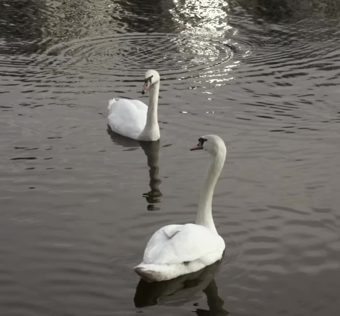 @𝓕𝓪𝓭𝓮𝓭𝓯𝓪𝓵𝓵