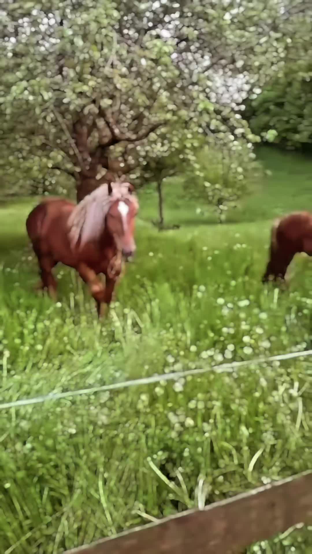 @Huni Bukuri 🇨🇭