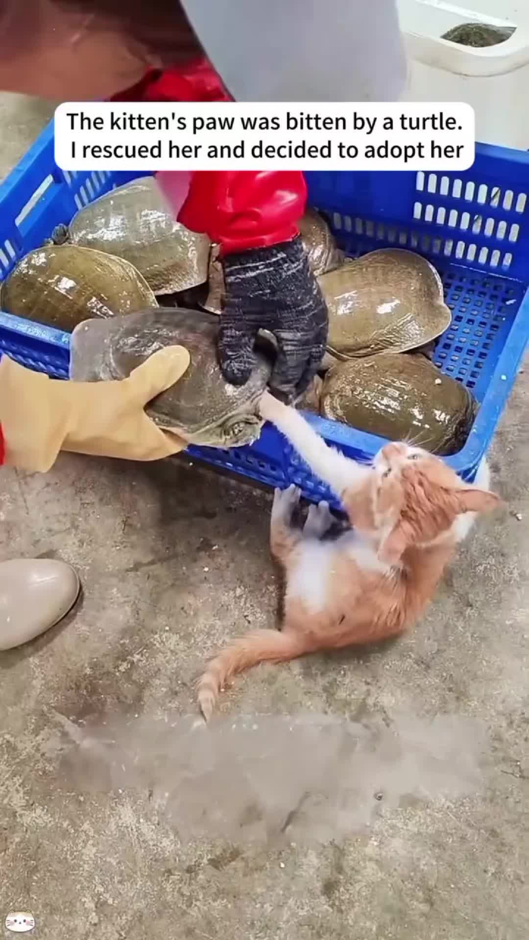 @Rescue Diaries 😻