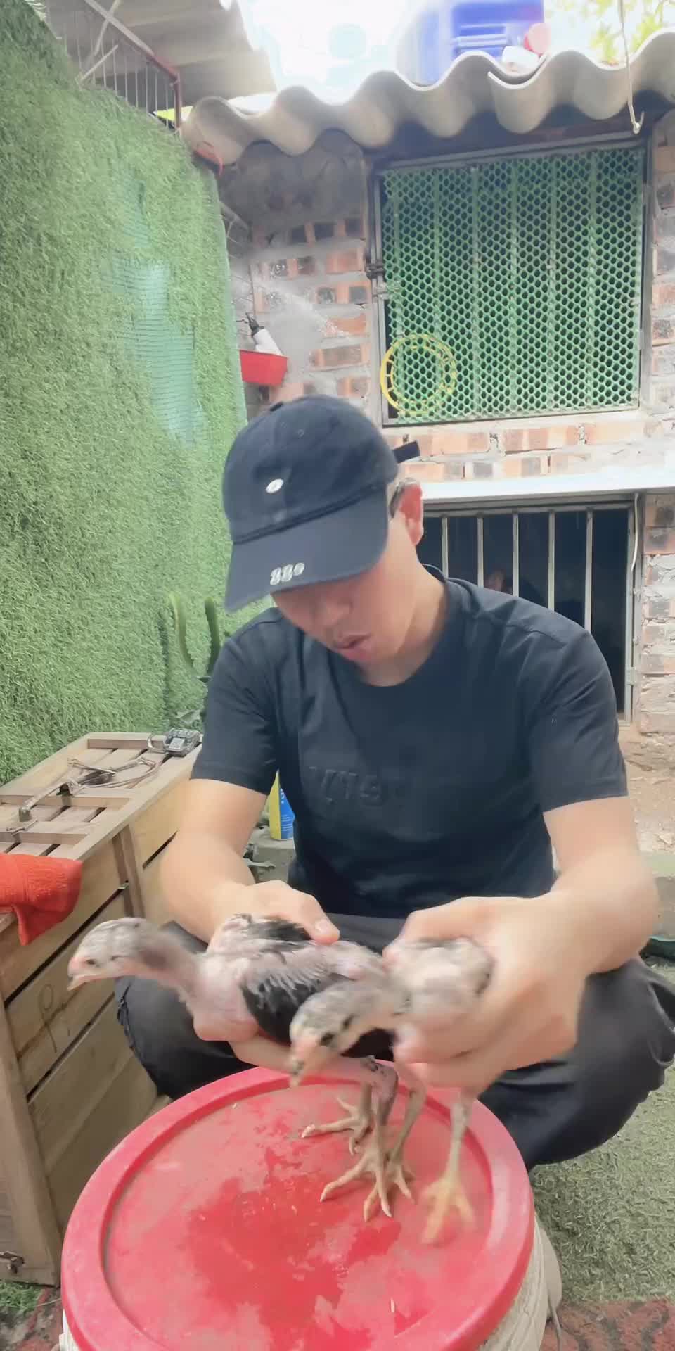 @Thuần Gà Chọi