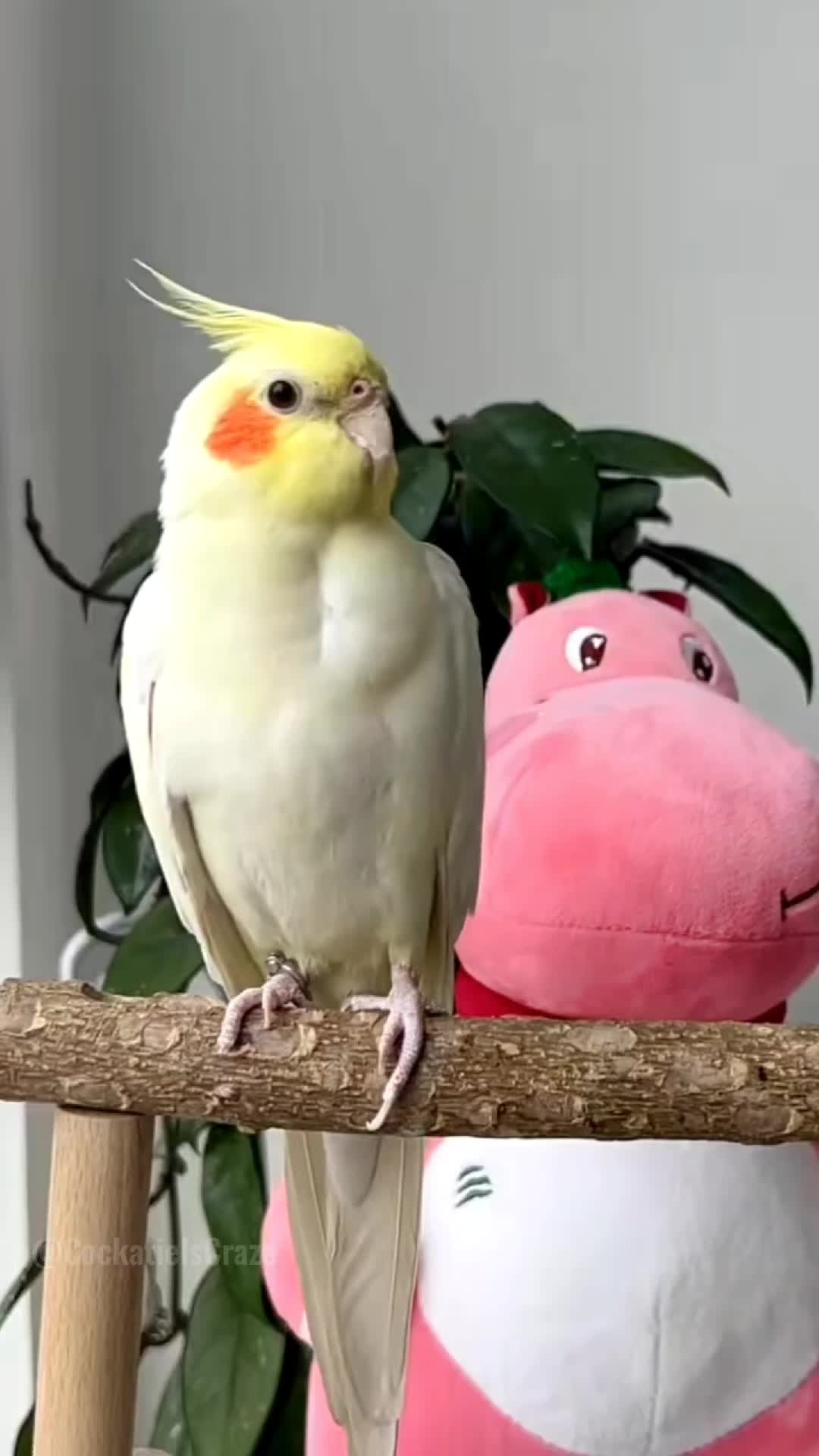 @Cockatiels Craze