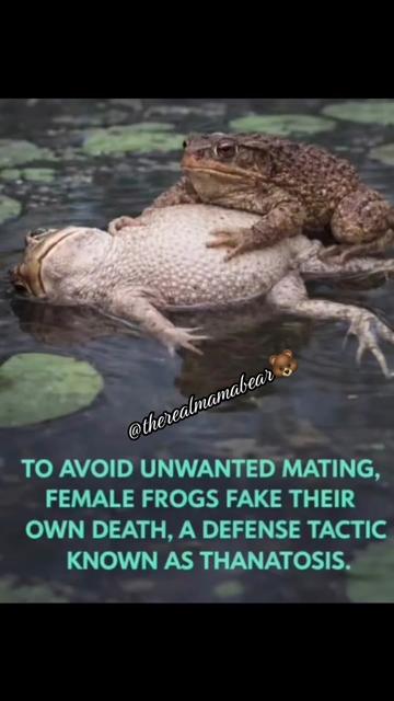 @thereal_mamabear