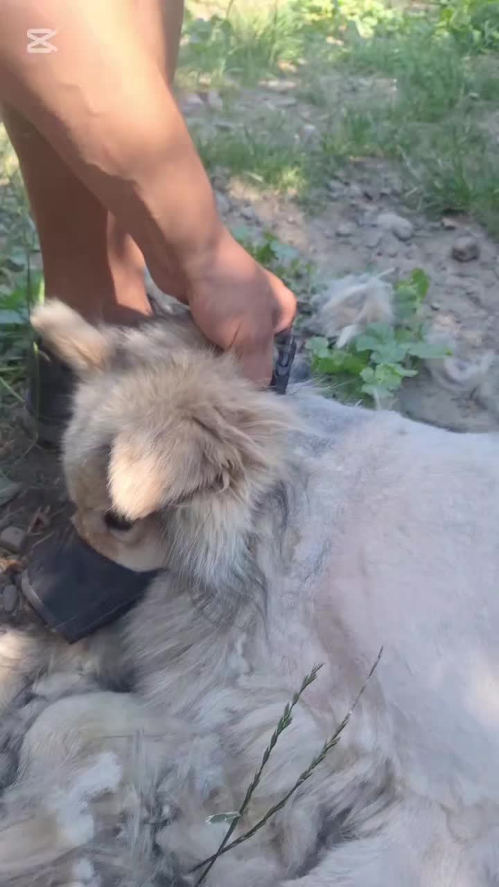 @Blanosii nordului