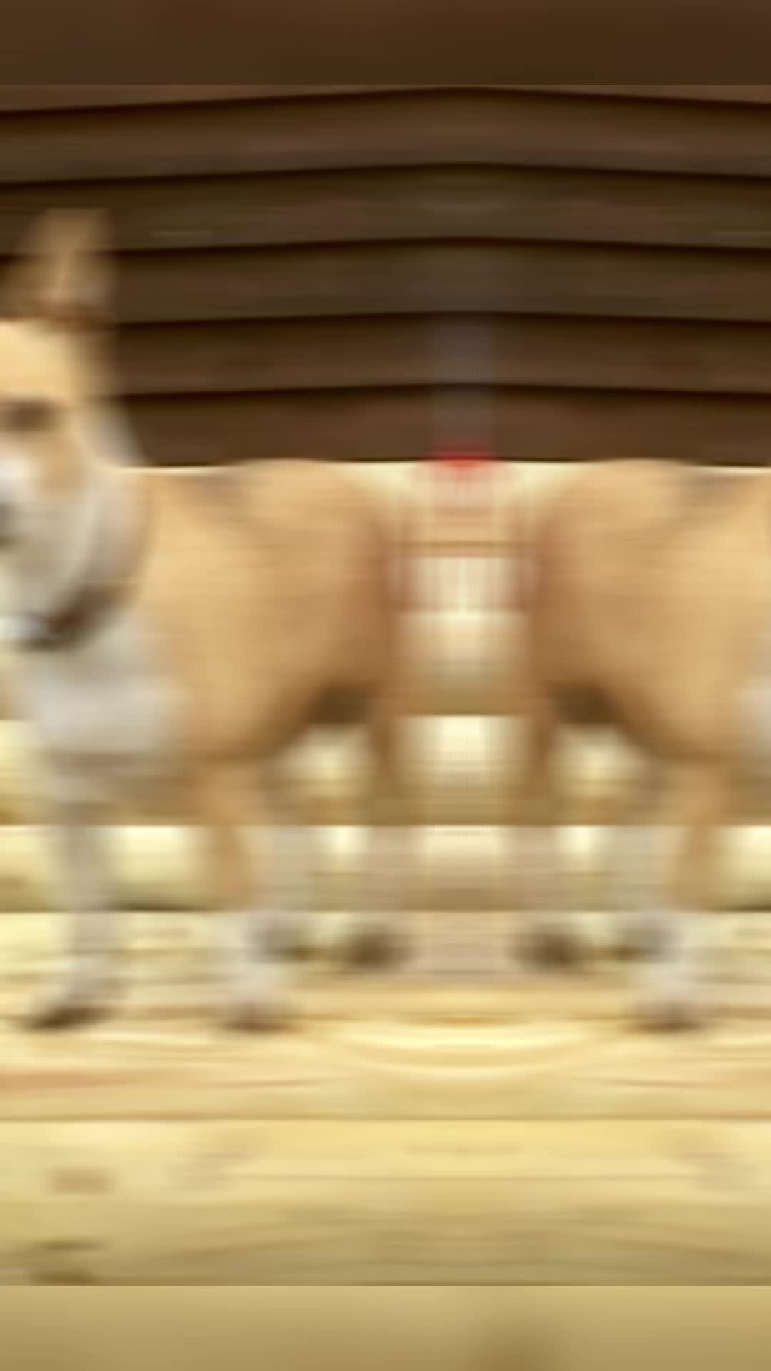 @Becky O&rsquo;Neill Equestrian