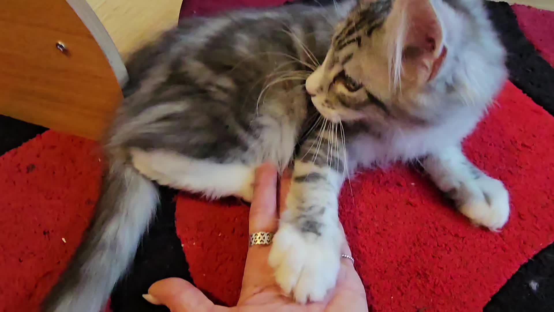 @KARIBRY Maine Coons uk