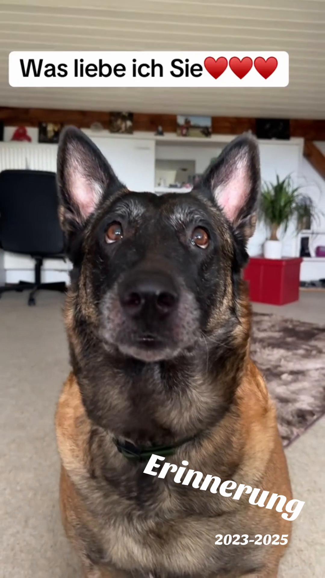@malinois_und_ich