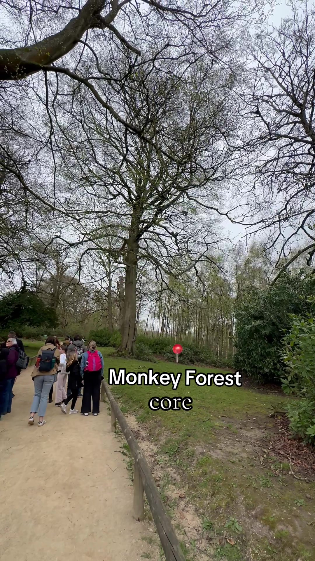 @Monkey Forest